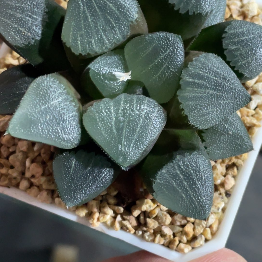 黃***实生默认脱土发货