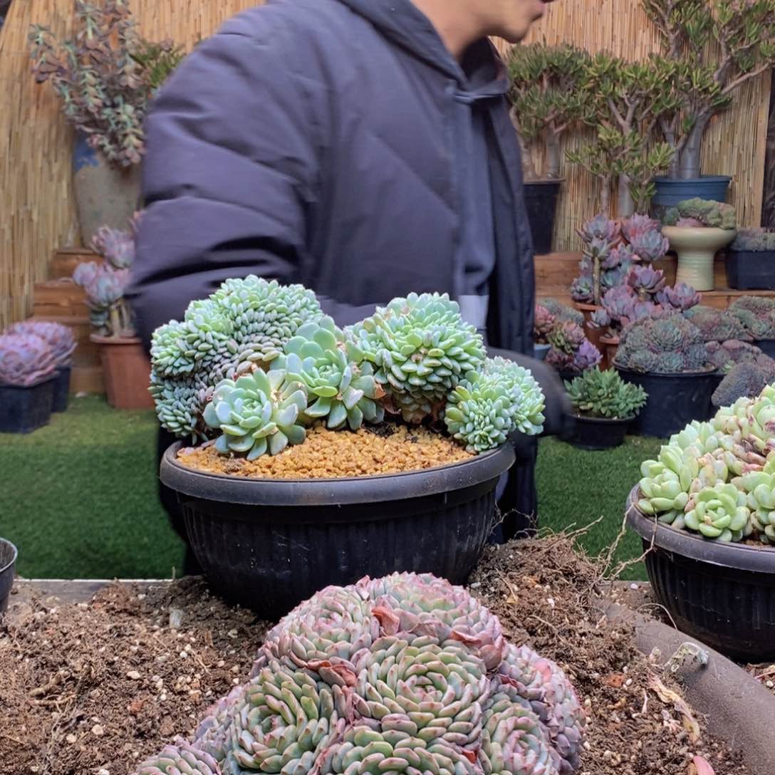 Q*116号白胖子多肉植物