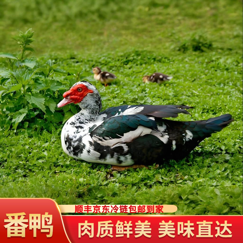 番鸭2只装 农家散养土番鸭 红嘴雁 肉质鲜美2只宰杀好净重9-10斤