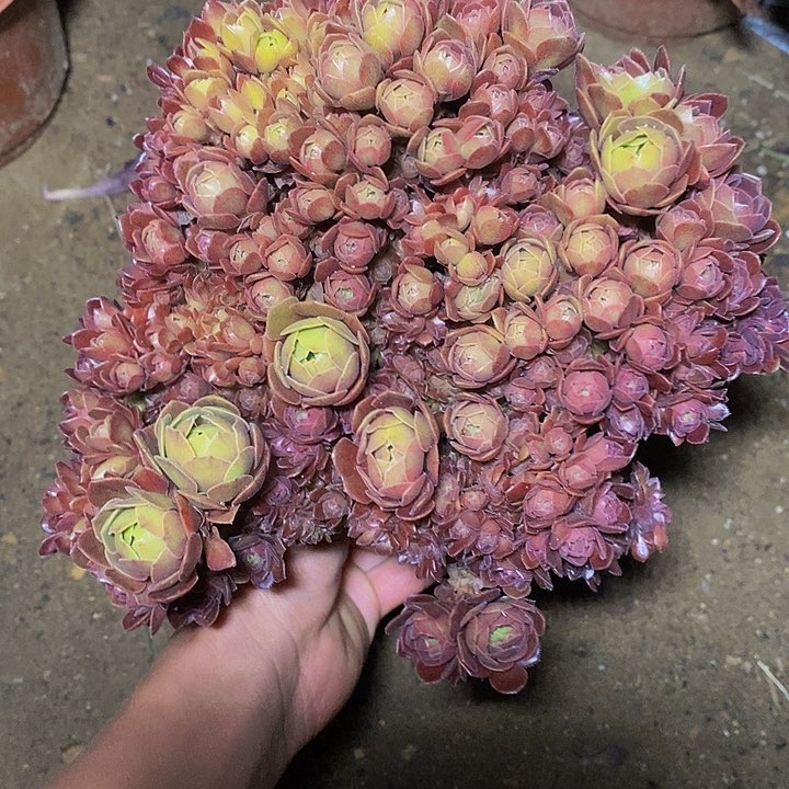 多肉植物保护研究所