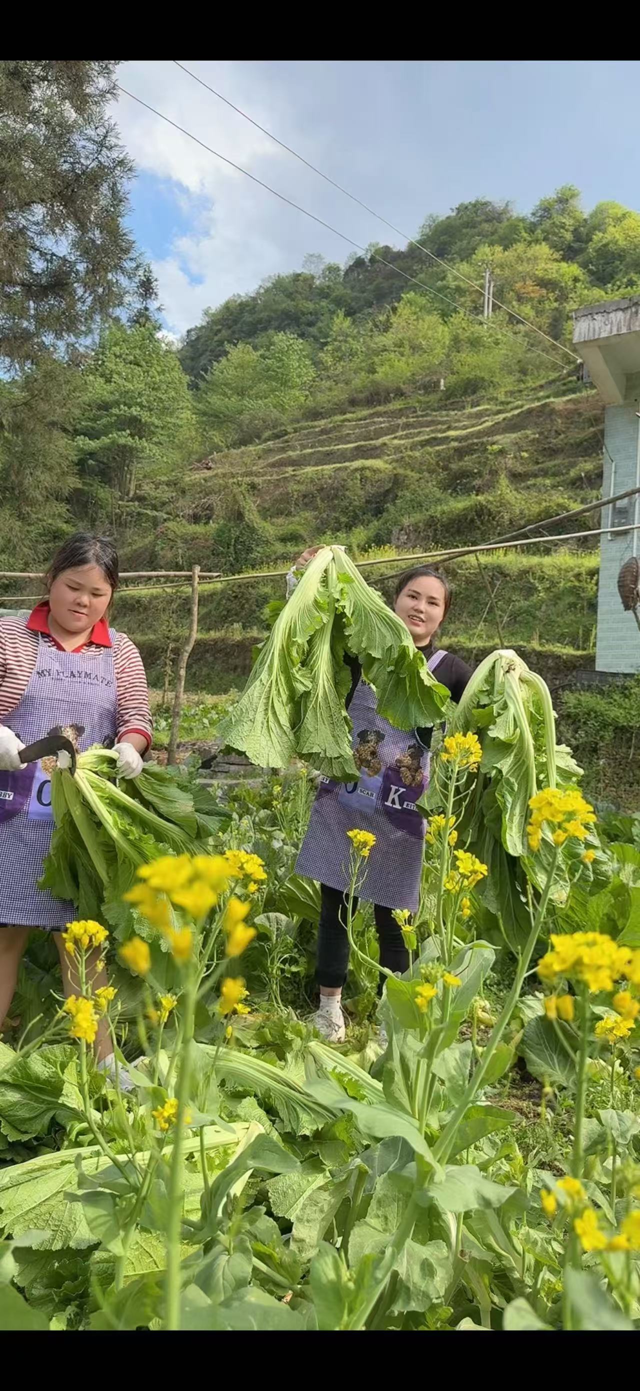 云南无盐酸菜老坛发酵新鲜种植青菜酸香脆爽口农家青菜小李会更好