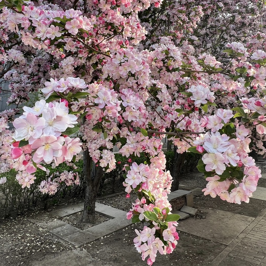 高杆海棠树西府海棠垂丝海棠南北方室外庭院地栽耐寒植物大颗海棠