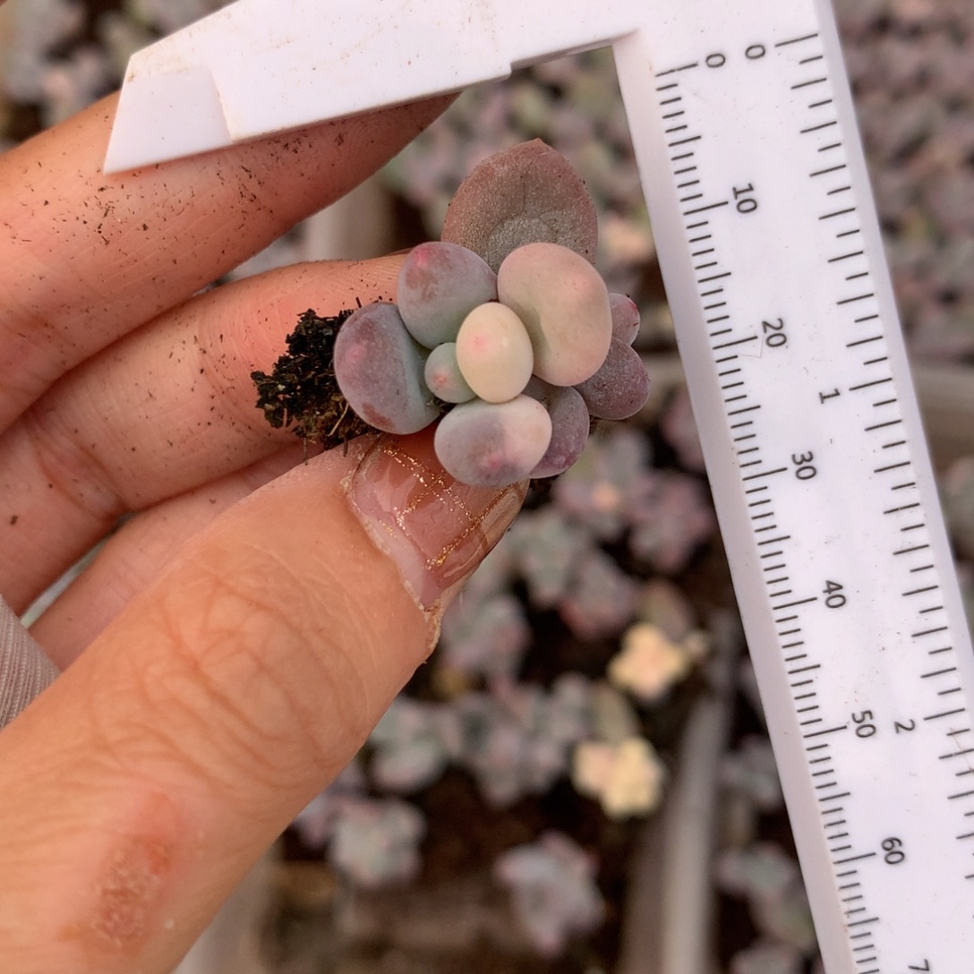 奶酪锦 紫皮奶酪锦