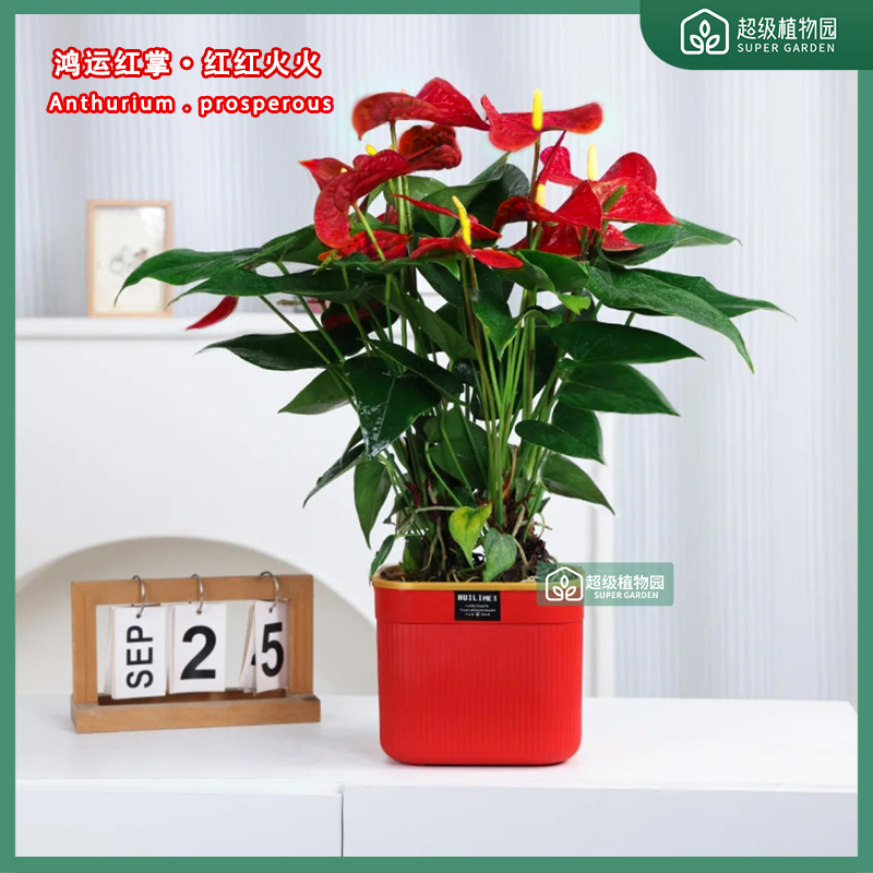 【带花发货】红掌红色大盆植物客厅办公室四季开花绿植好养6-8掌
