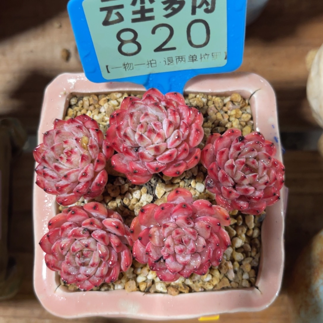 云尘多肉一物一拍不含盆820