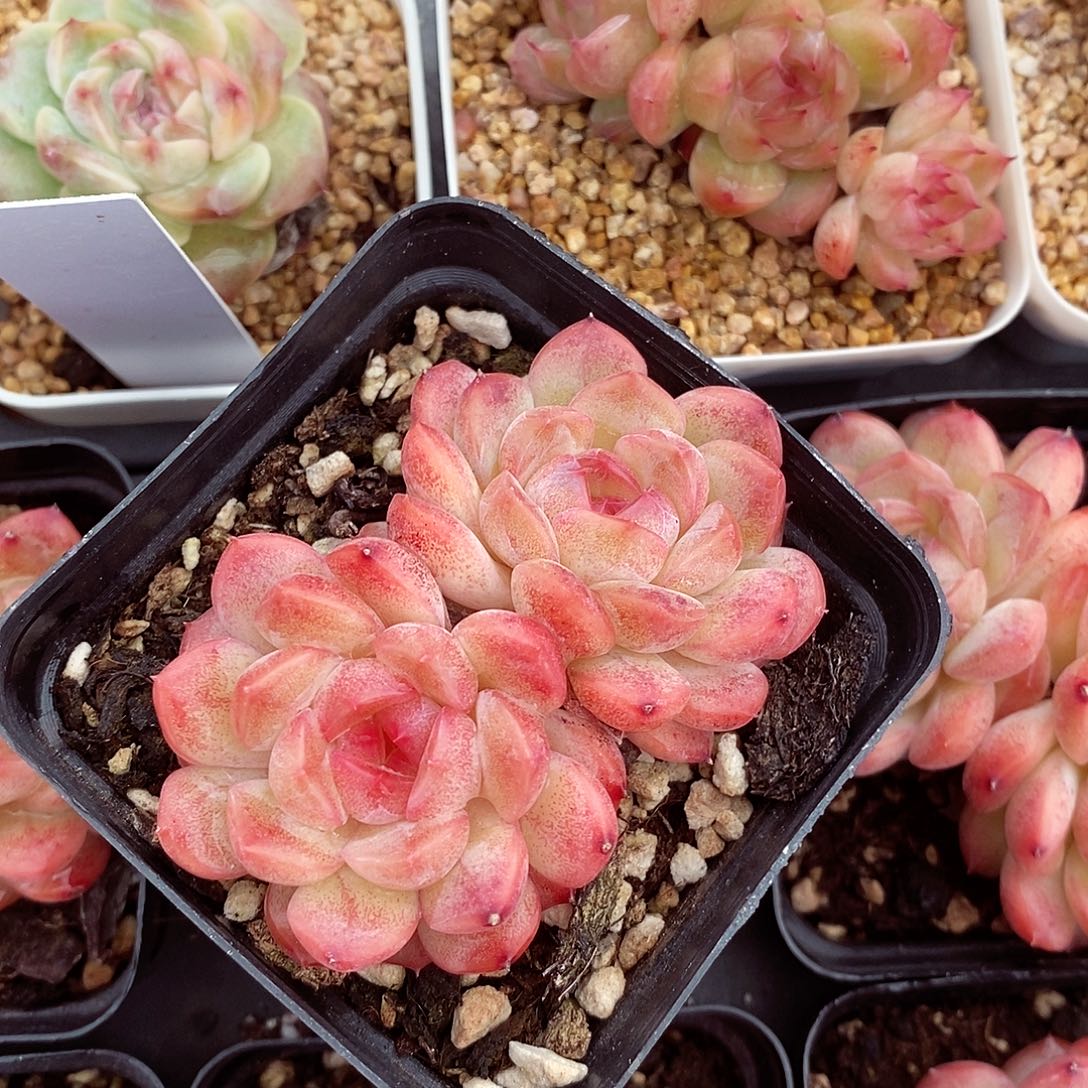 琴心7cm多肉植物