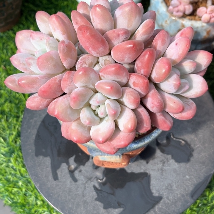 香水多肉老庄15冠幅……