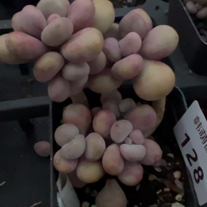 桃蛋多肉植物128多肉植物