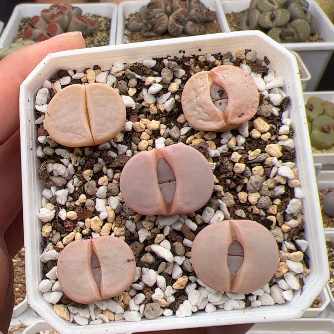 0217号白曲5颗 多肉植物