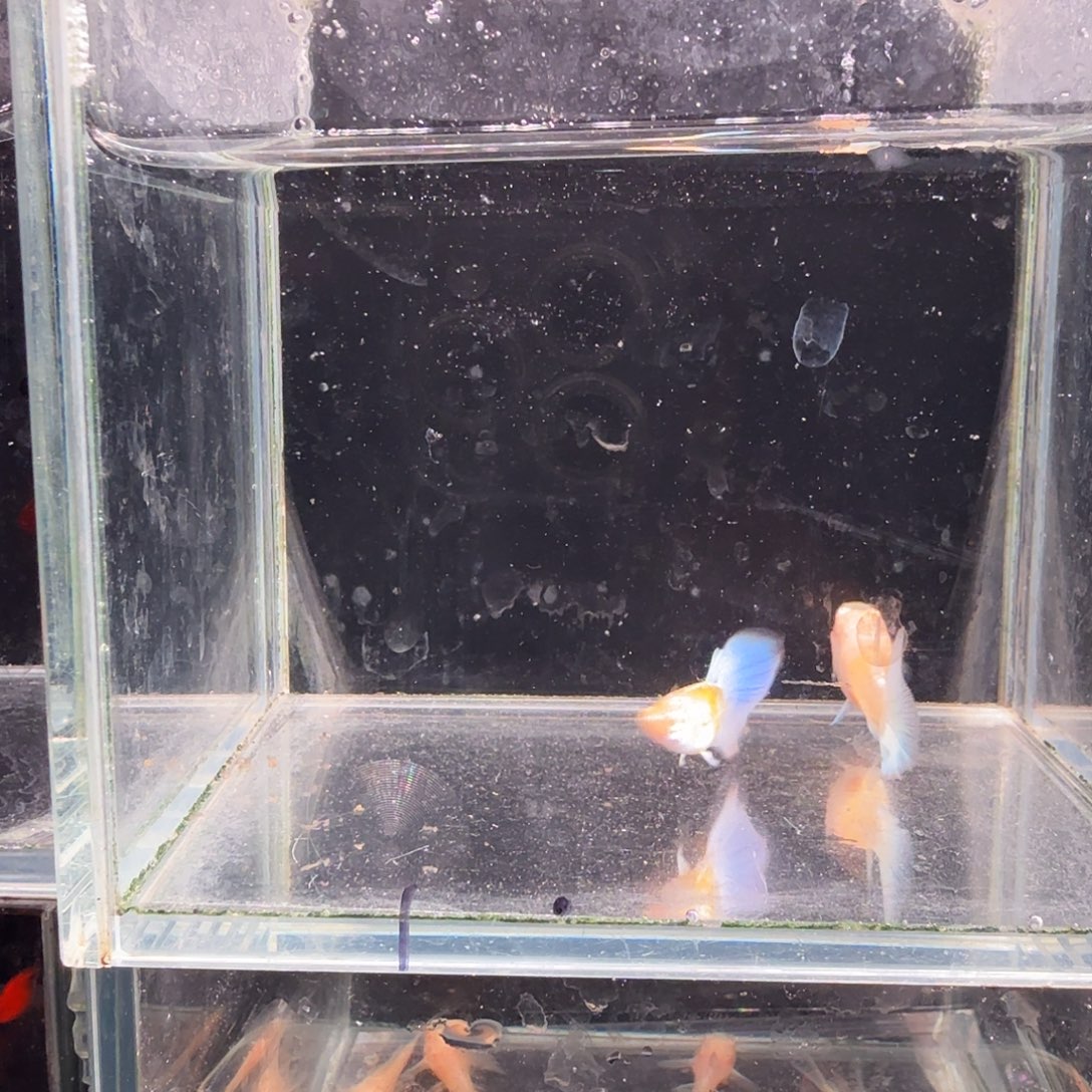 孔雀鱼蓝白种鱼1对