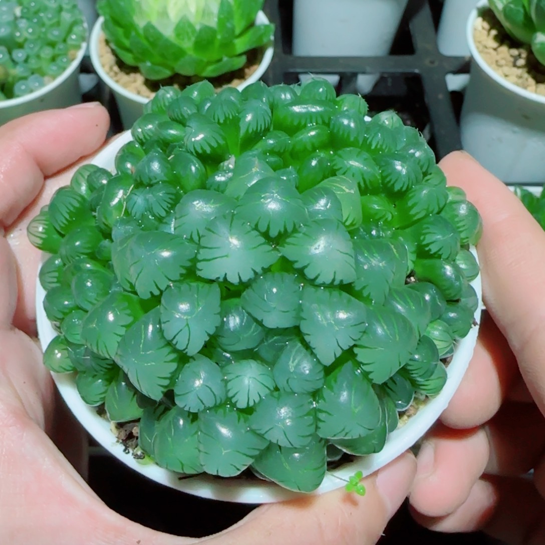 粉姬玉露群多肉植物