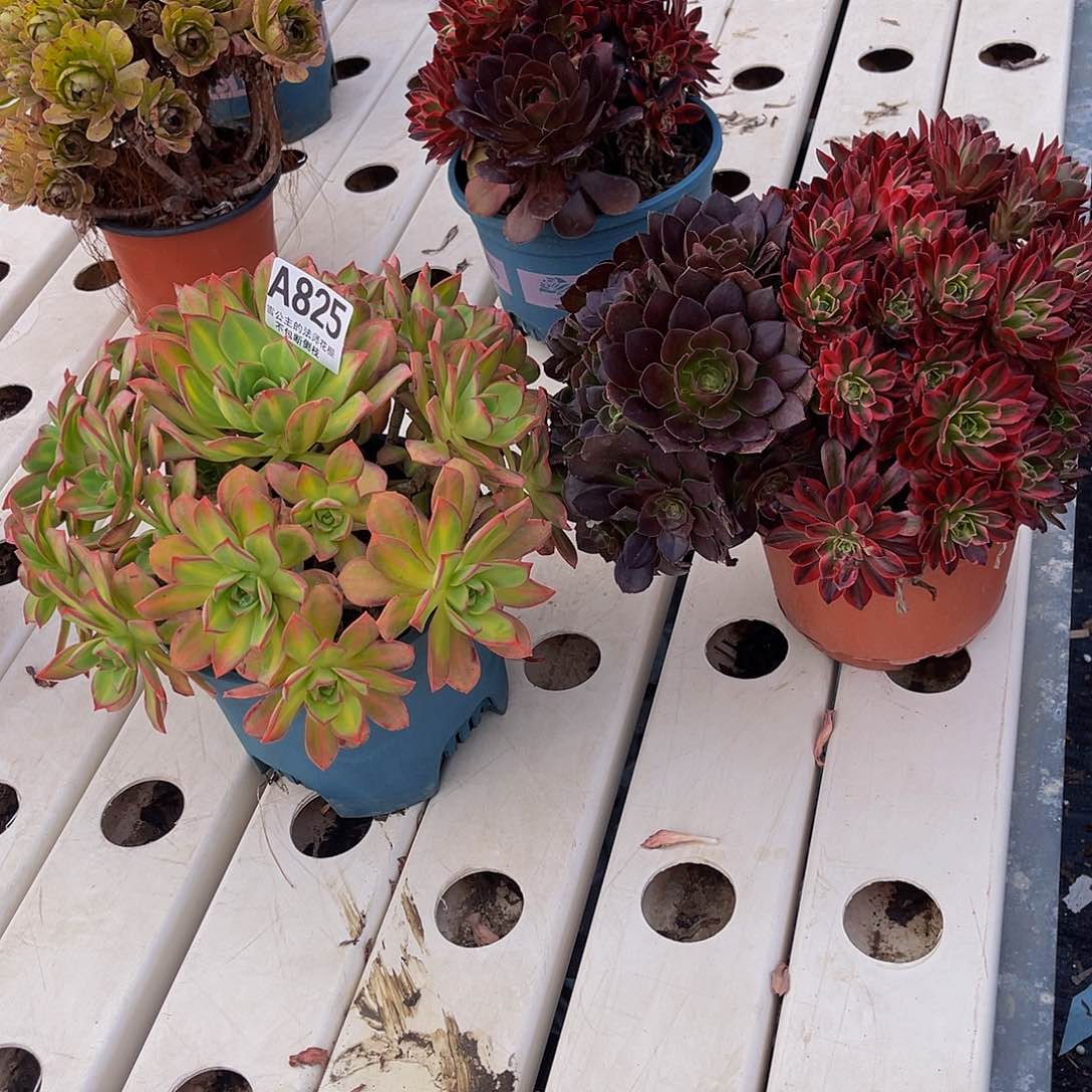 两盆法师法师3-3包邮