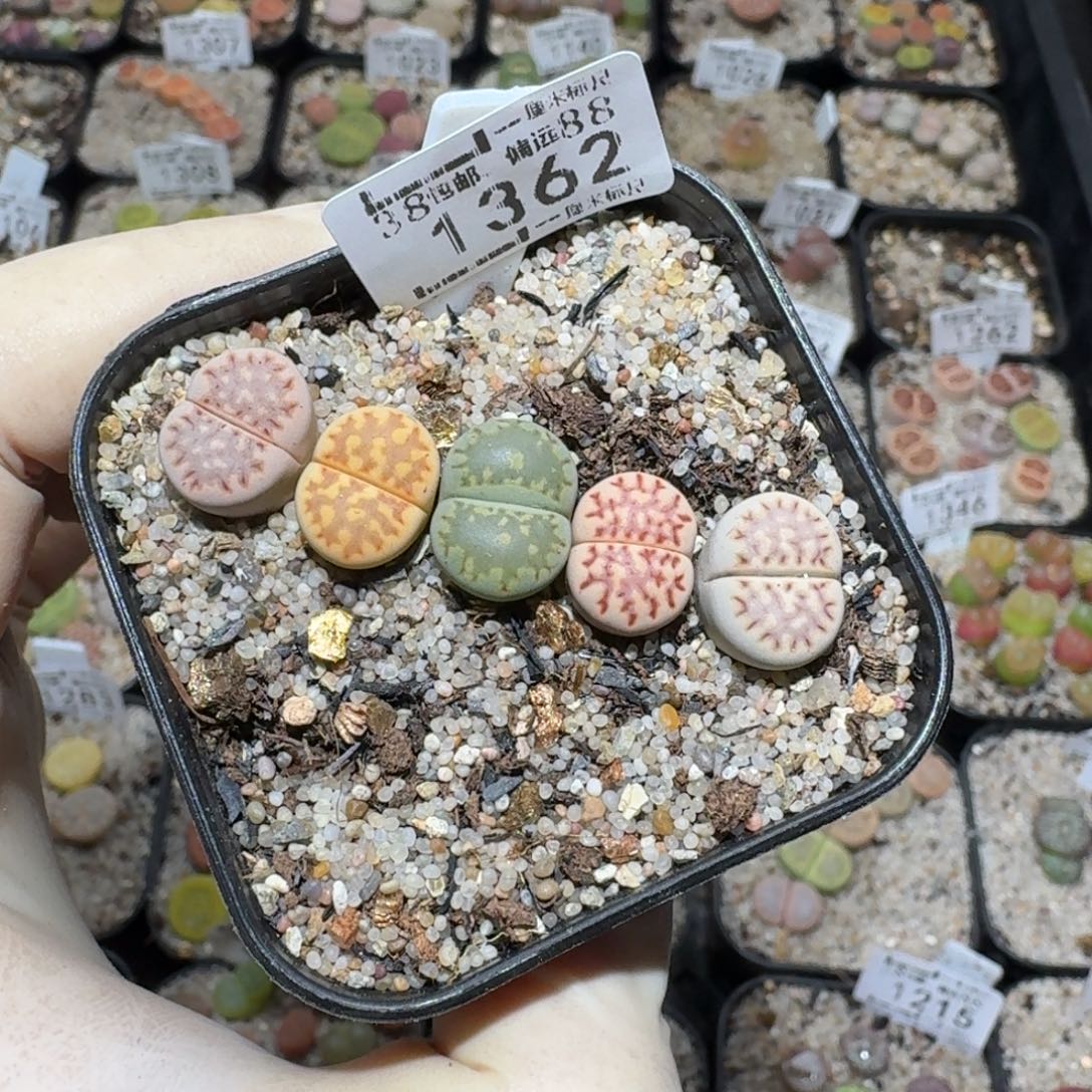 爱***见zzz精品也福利1362