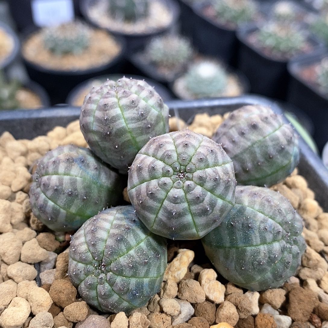 实生布纹球群仙人球