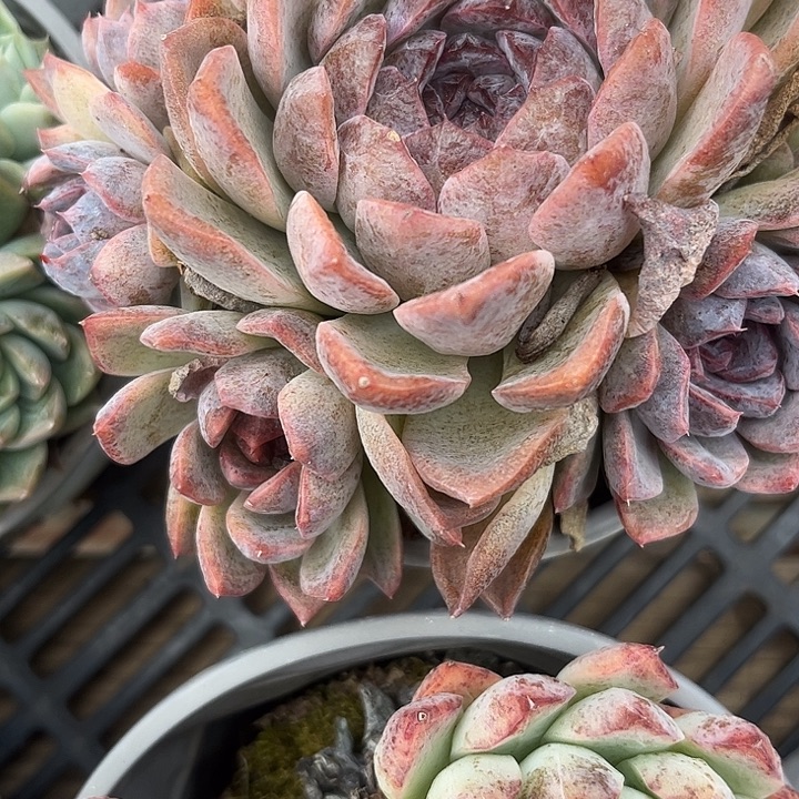 东***出1097一颗888888888