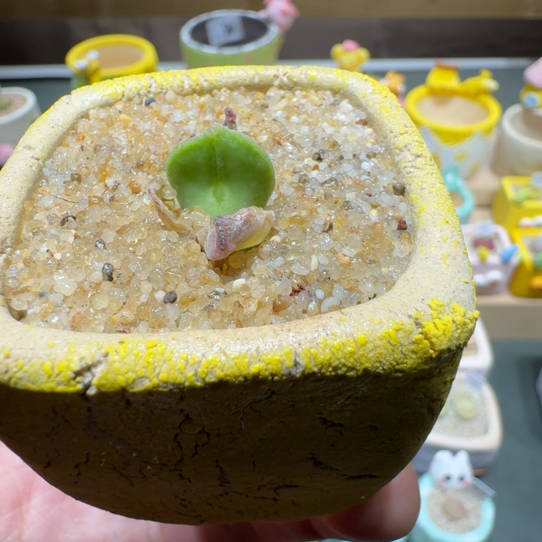 红陶蘑菇555大眼空