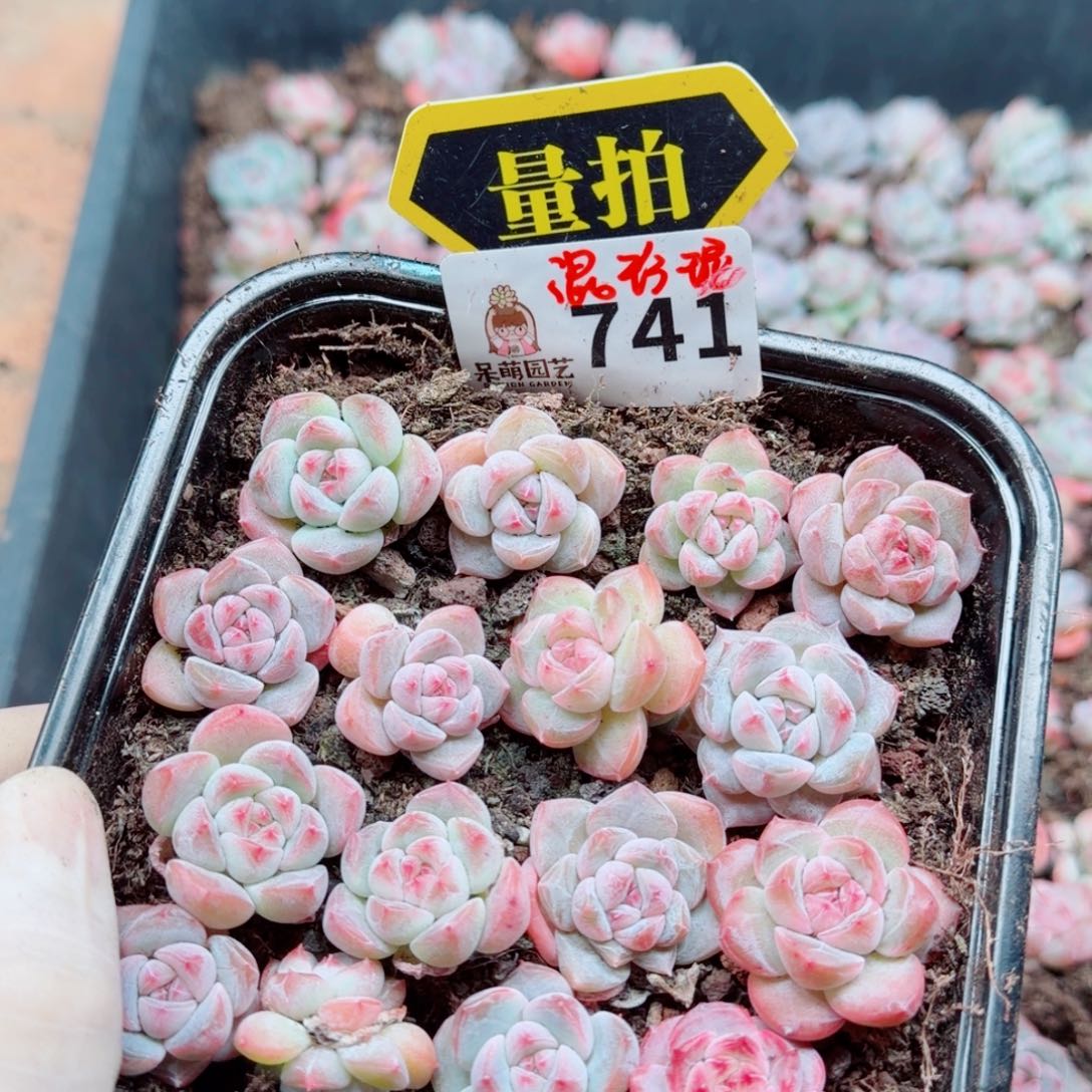 多肉植物多肉植物