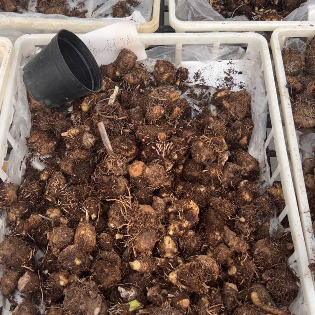 完全开放盲盒种球