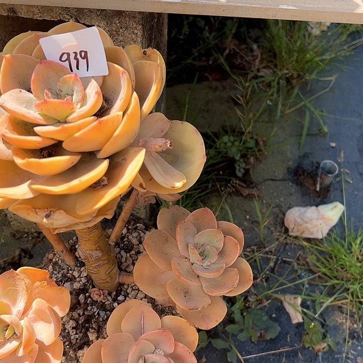 荷*儿939//////////////