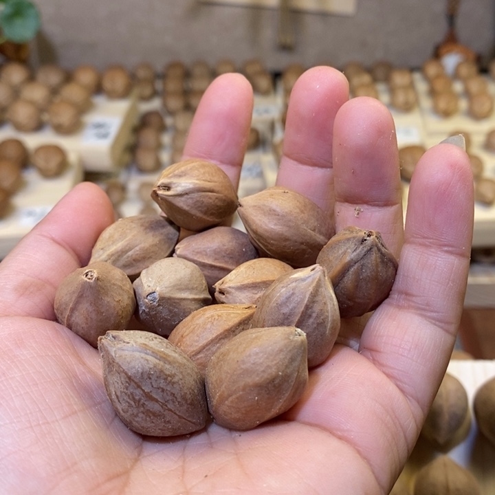 晓***前手串/手链橄榄核1.7✖️26老树铁核