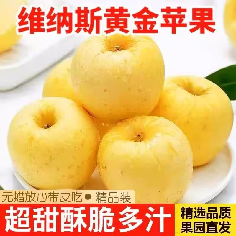 正宗山东烟台维纳斯黄金苹果脆甜多汁现摘新鲜水果