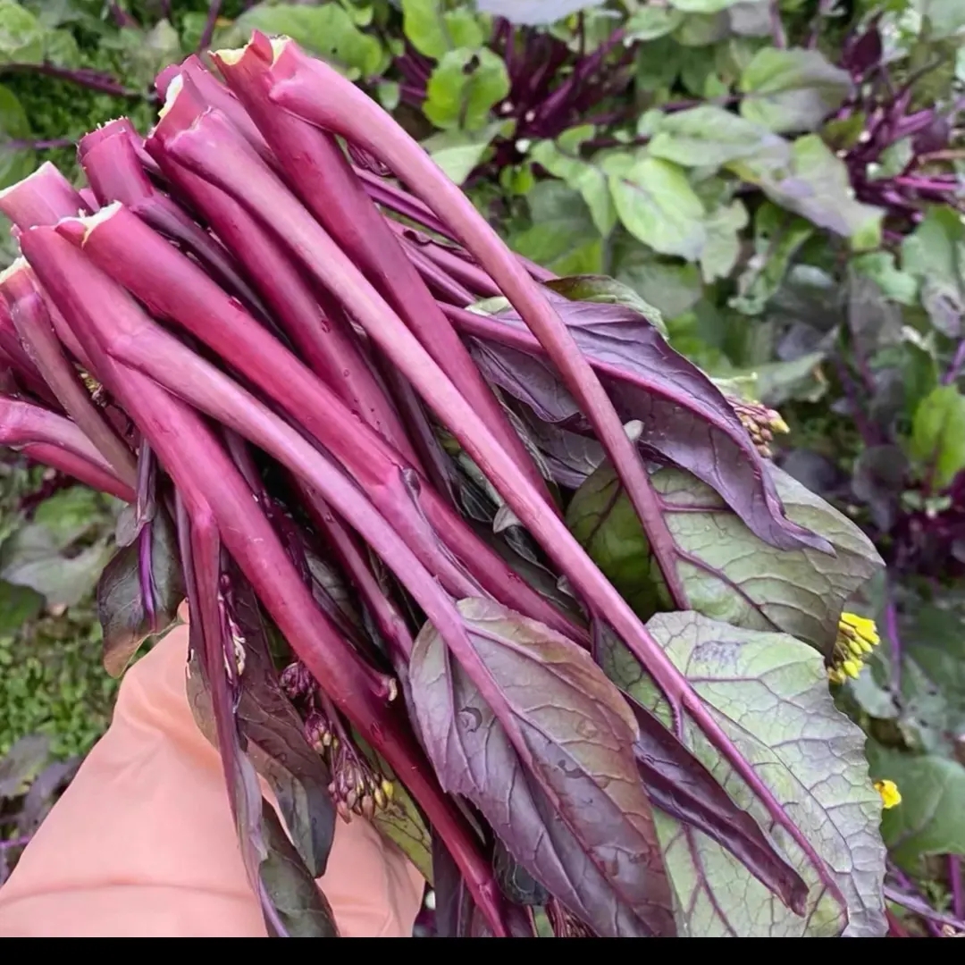 新鲜现摘红菜苔菜
