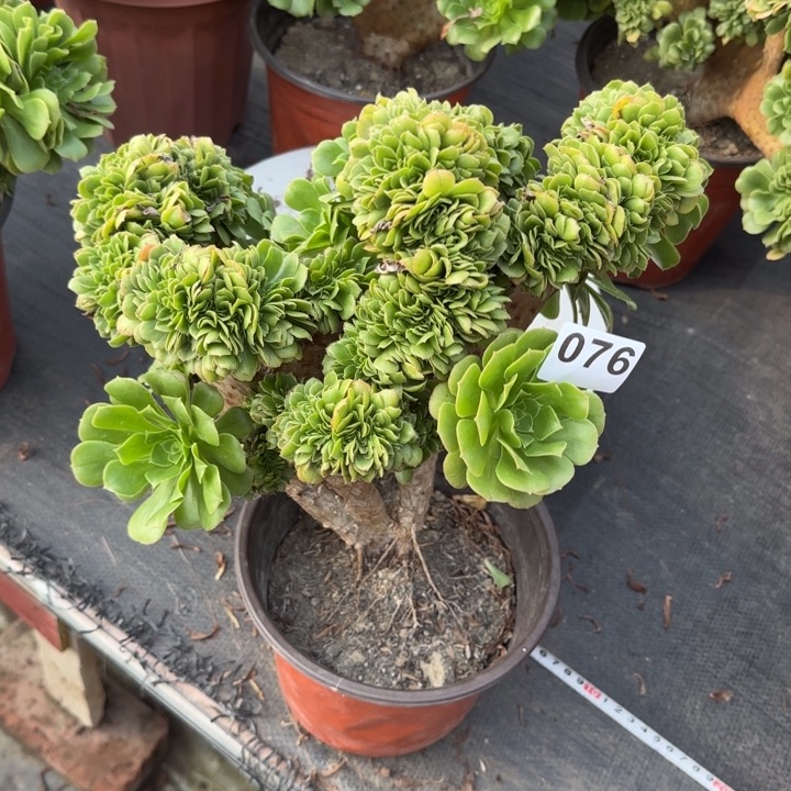 幕***歌多肉植物绿羊绒缀076