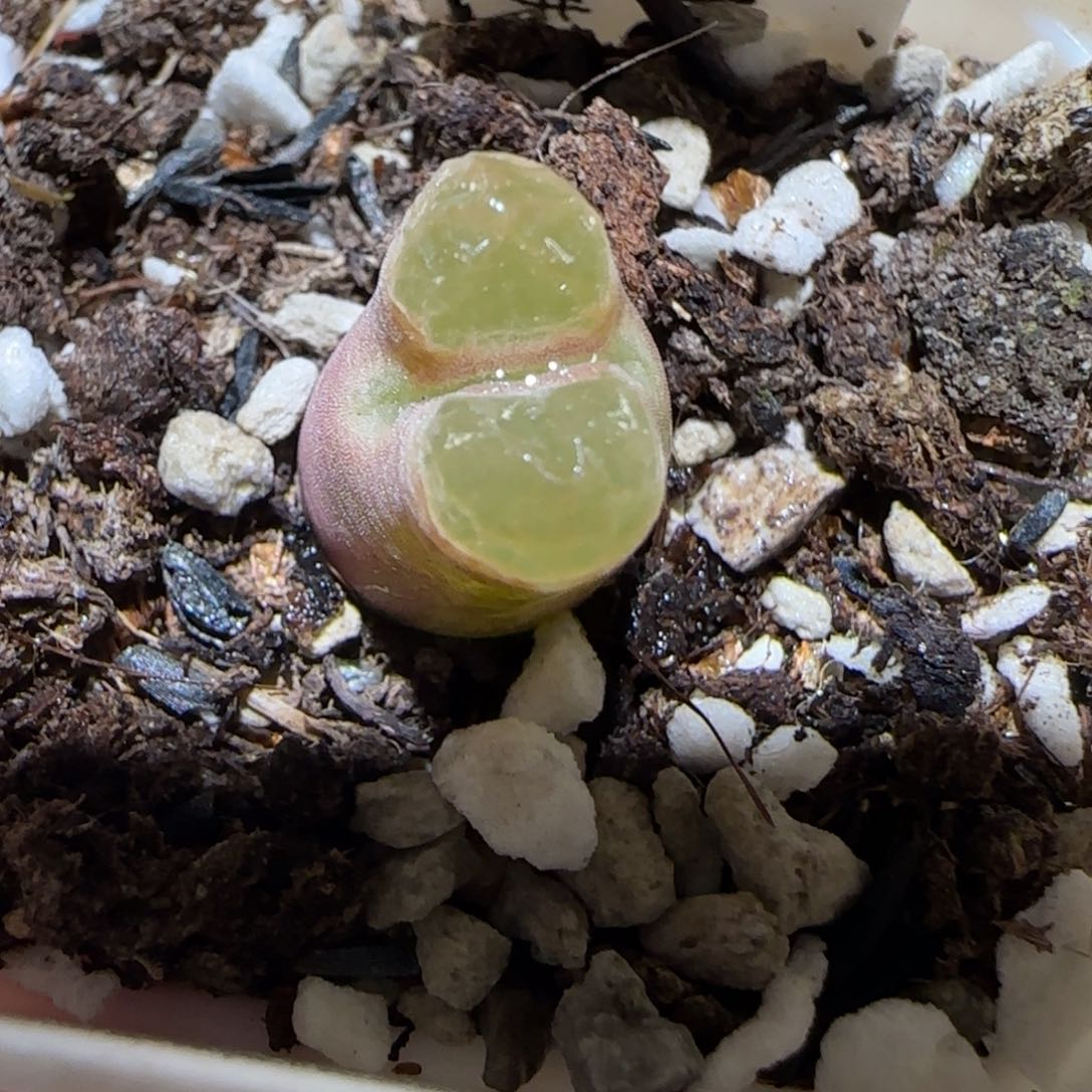 肉锥多肉植物百科-磁铁1609