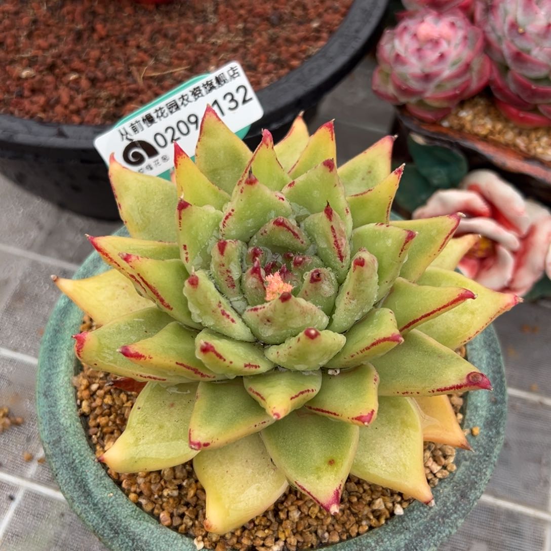 从前慢多肉精选编号0209.132