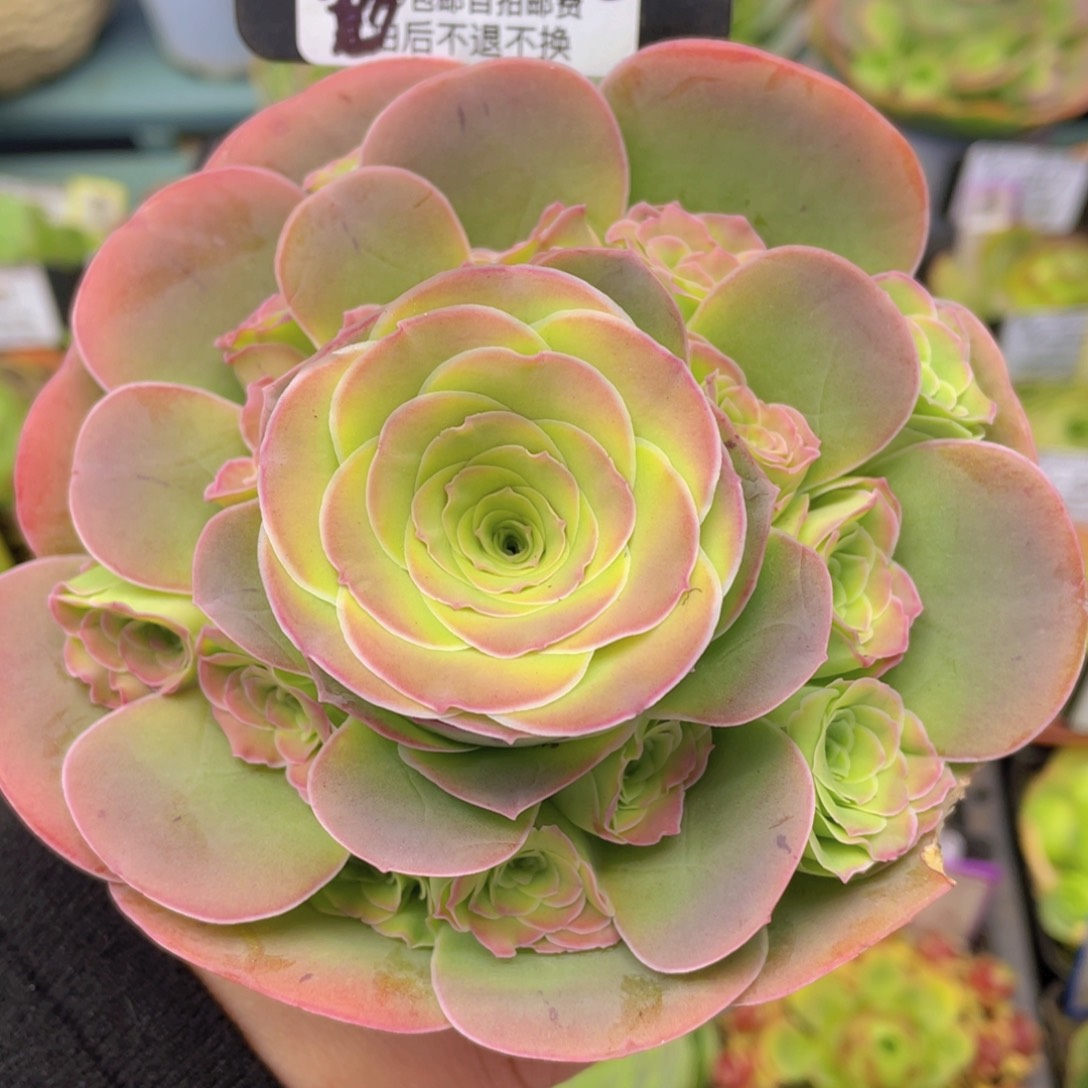 剪影玫瑰一物一拍558