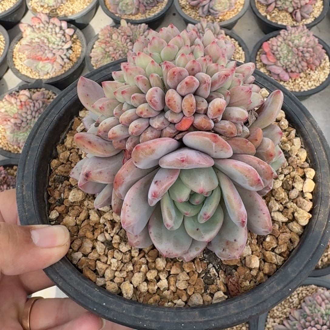 爱丽儿 缀化 一物一拍