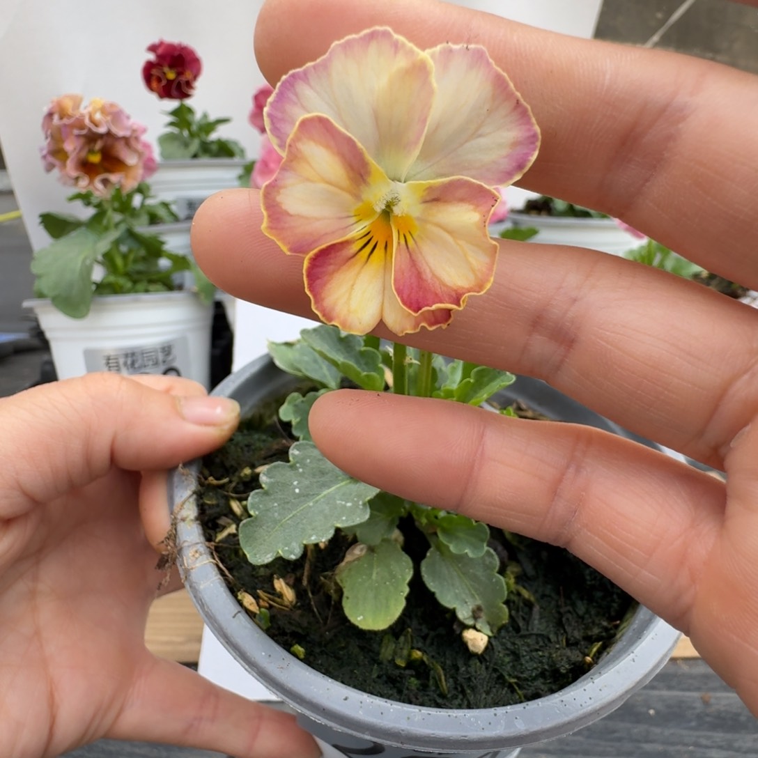 无花朵231号角堇