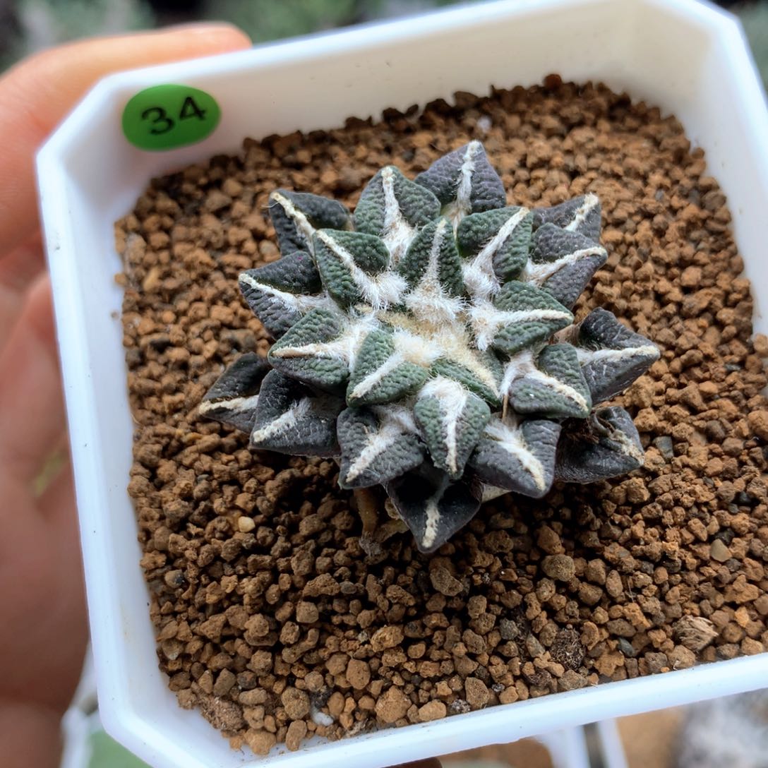 自根黑牡丹带盆仙人球