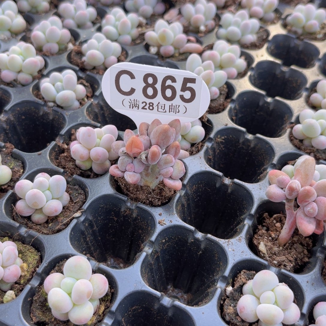 当***肥C865芒果啊你一物一拍