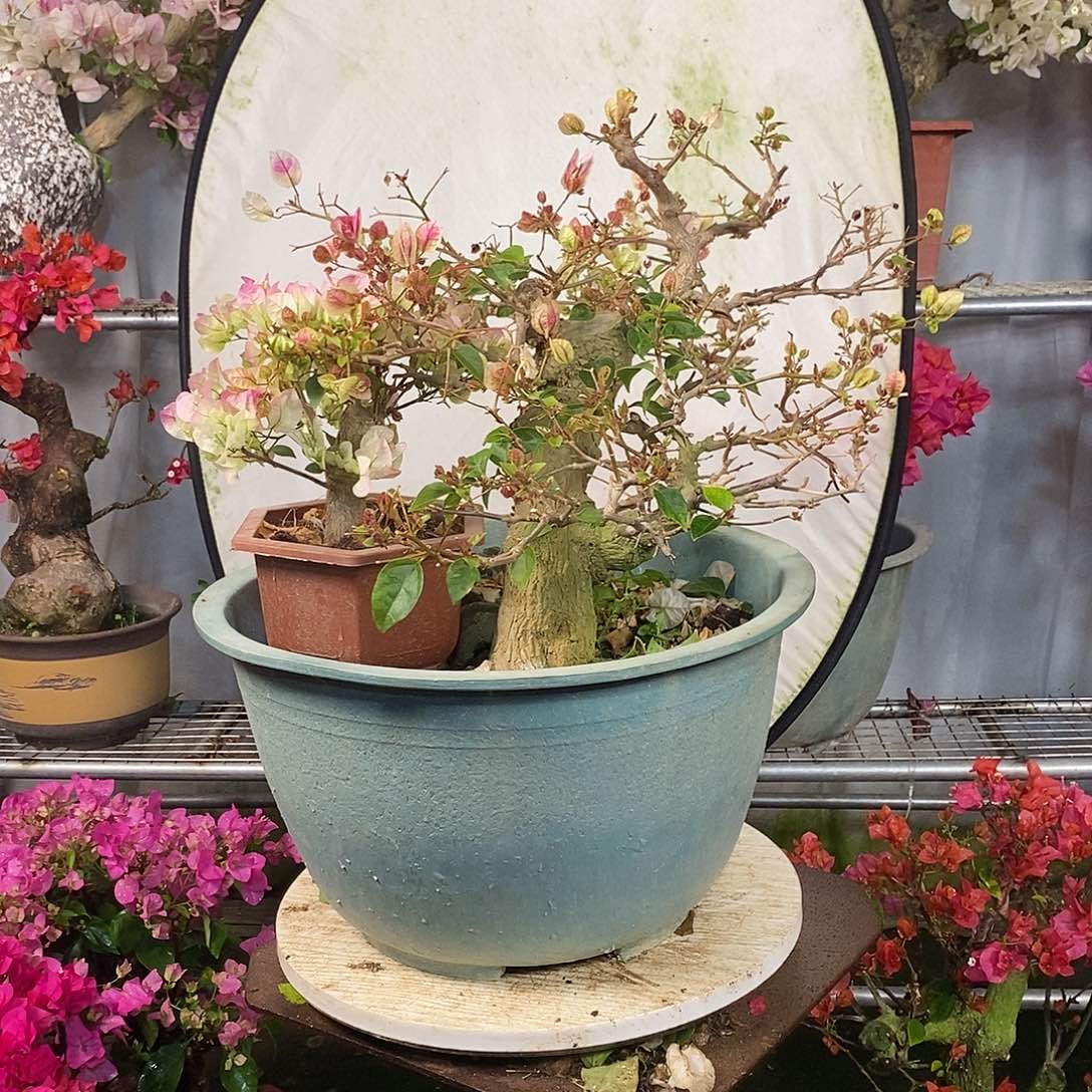 红陶N****I绿叶樱花