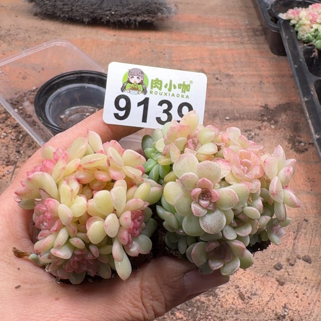 暖****多肉植物多肉植物