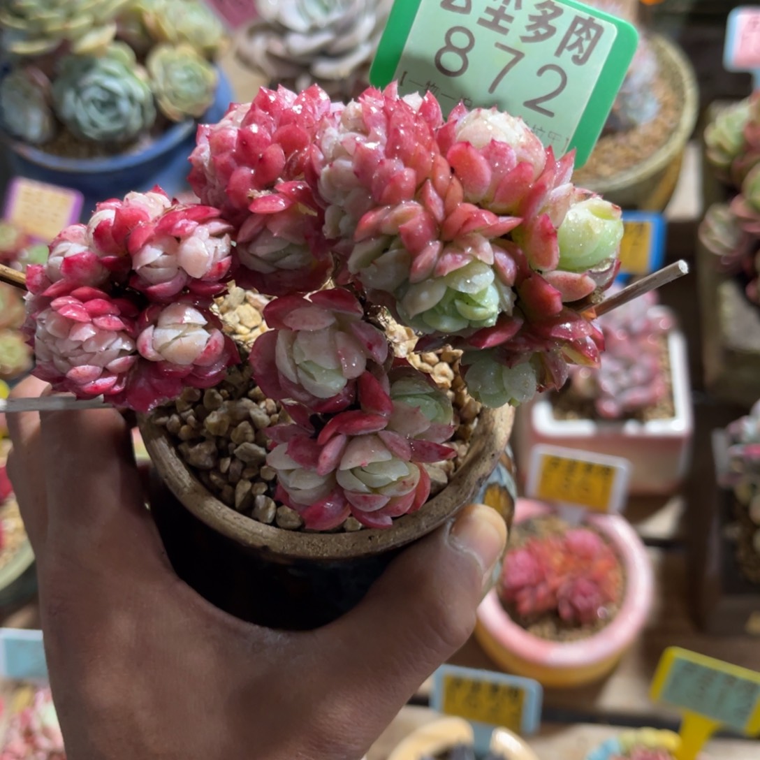 云尘多肉一物一拍不含盆872