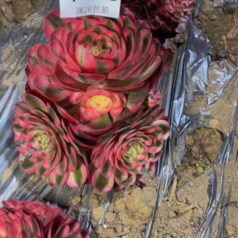 荔枝多肉多肉1483