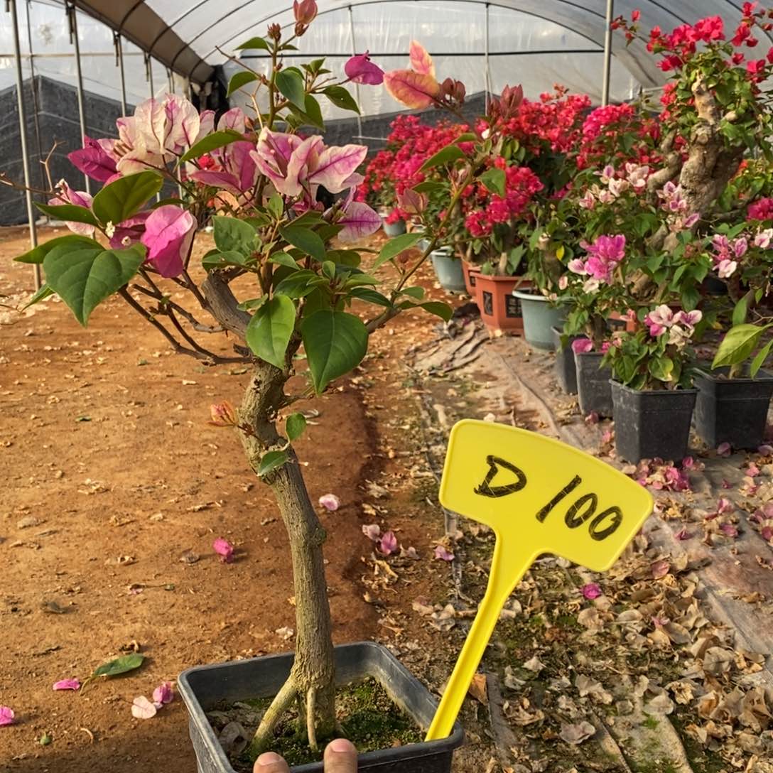 无花朵三角梅红樱D100