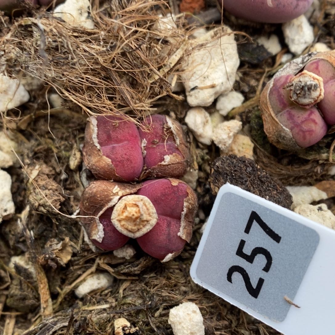 多肉植物肉锥杂交K-257