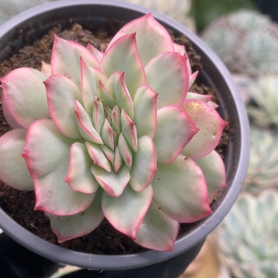 167月光女神锦锦锦锦锦