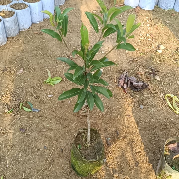 墨西哥人心果嫁接苗一物一拍原盆原土发货