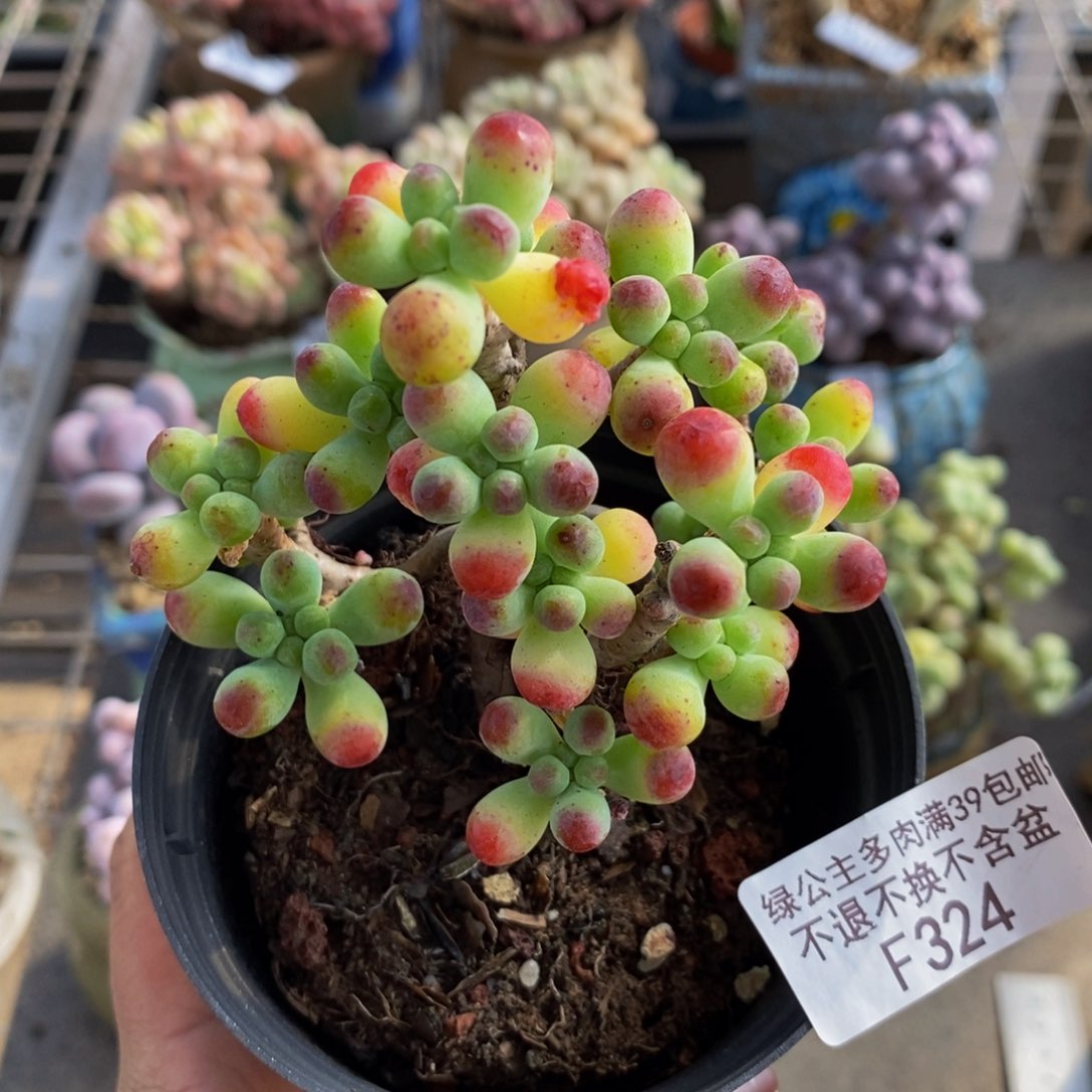 乙女心324/7vm多肉