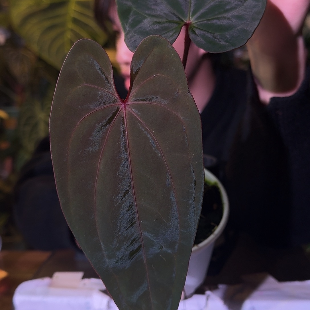 不开花植物C149薄荷黑凤凰杂立耳波特