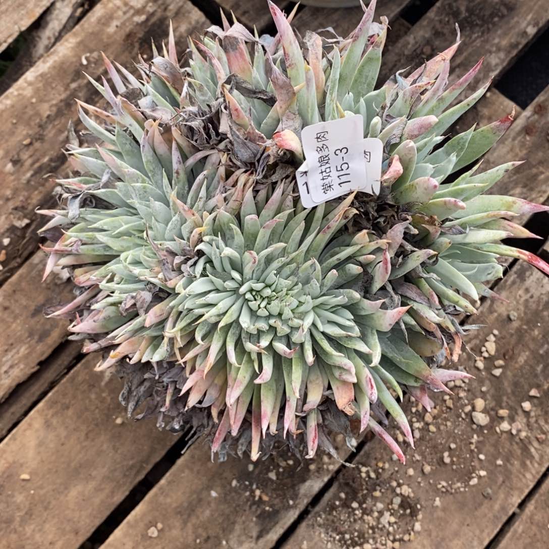 3号奴婢吉娜缀化