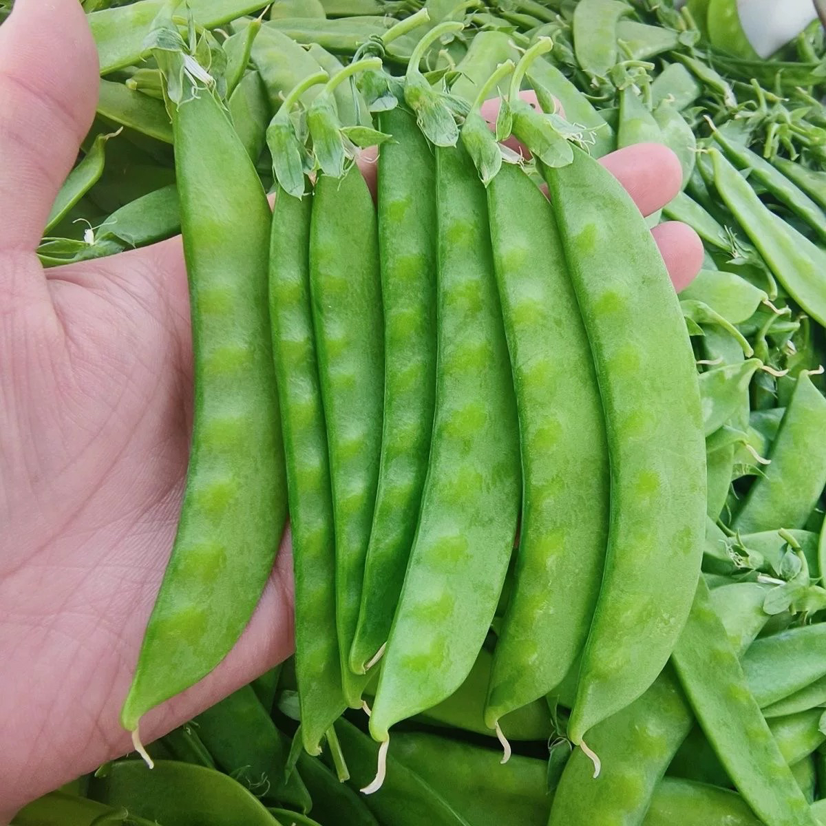 新鲜豌豆豌豆荚农家现摘3斤装荷兰豆