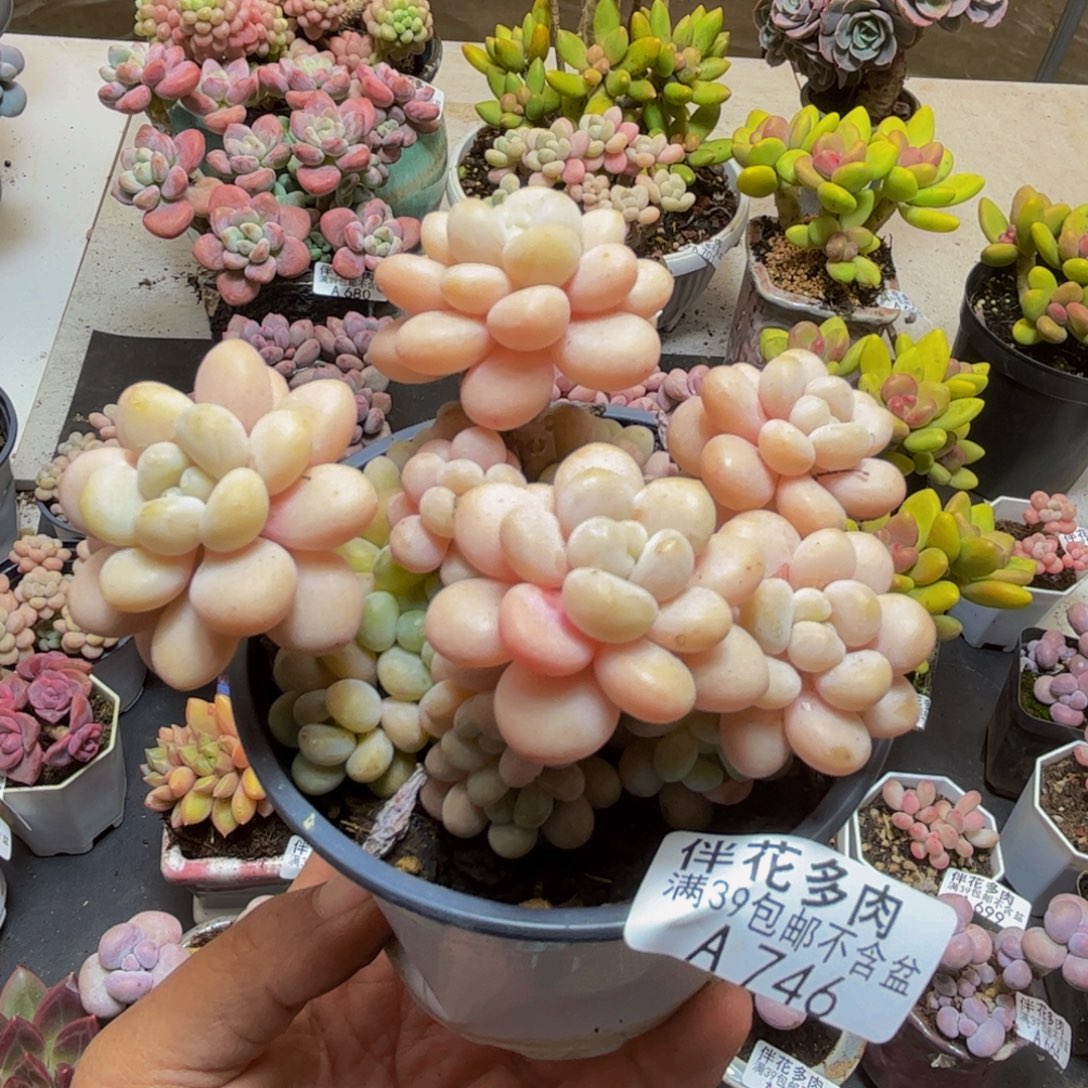 746洛可可8cm多肉