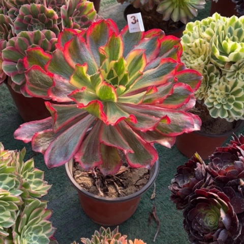 陌***歌346魅影手捧多肉，