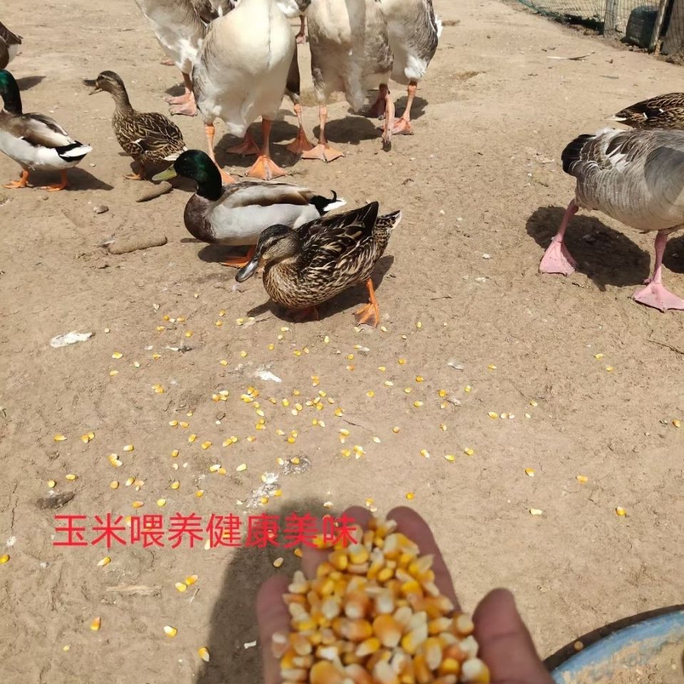 散养土鸭麻鸭 3只6斤左右京东包邮小杜