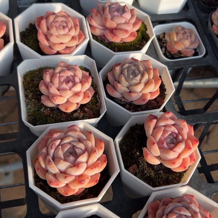 爱神 满30包邮发货